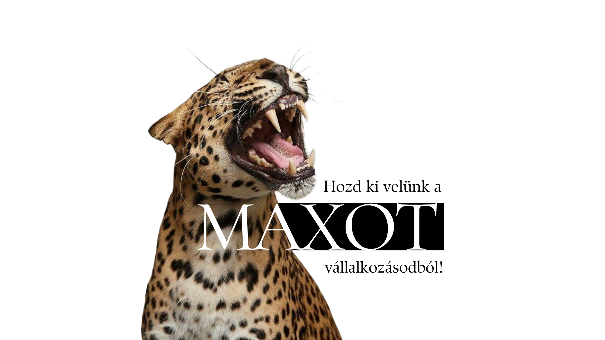 Hozd ki velünk a MAXOT vállalkozásodból